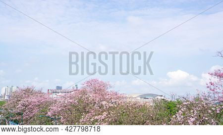 Pink Trumpet Shrub Flowering Tree Know As Pink Tecoma Or Tabebuia Rosea Plant, Pink Petals Blossom O