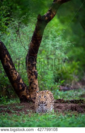 Wild Leopard Or Panther With Eye Contact In Natural Monsoon Green Background At Jhalana Forest Or Le