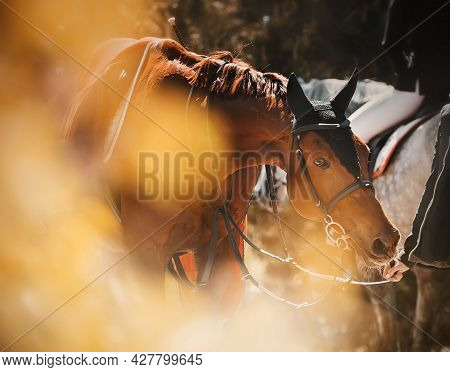 A Beautiful Bay Horse With A Saddle On Its Back, Walking Among The Yellow Autumn Leaves On A Sunny D