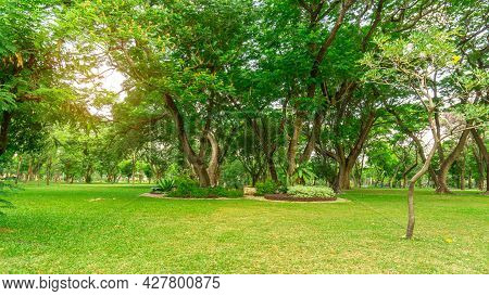 Smooth Green Grass Lawn In Good Care Maintenance Garden, Flowering Plant, Shurb And Bush Under Shadi
