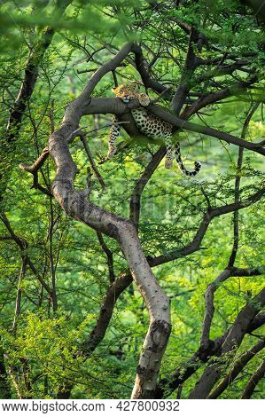 Wild Female Leopard Or Panther On Tree Trunk With Eye Contact In Natural Monsoon Green Background At