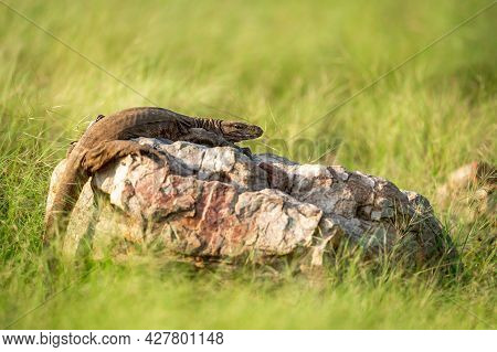 Monitor Lizard Or Bengal Monitor Or Common Indian Monitor Or Varanus Bengalensis Portrait On Rock In