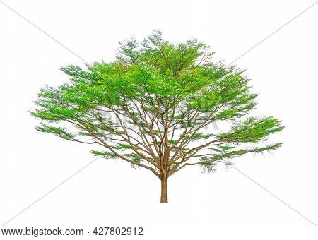 Single Tree Isolated, A Black Afara Trees, Known As Many Name Are Ivory Coast Almond, Idigbo, Framir