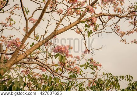 Bunches Of Pink Trumpet Shrub Flowering Tree Blossom In Spring On Green Leaves Branches And Twig, Un