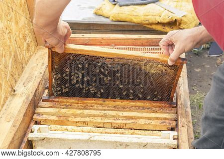 Beekeeper Takes Out A Frame With Bees And Honey From The Bee Hive. Transfer Of Bees To The Hive. Ins