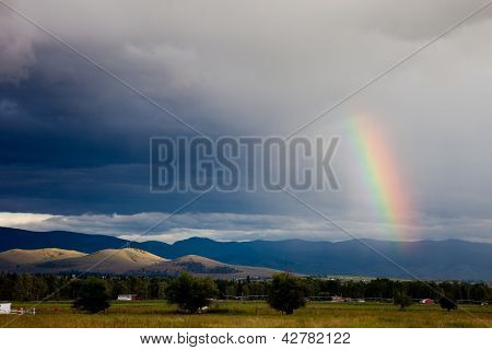 Montana Rainbow