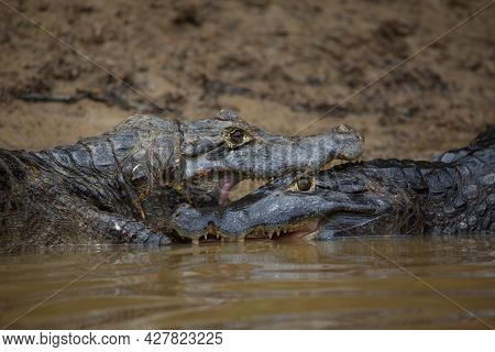 Closeup Of Two Black Caiman (melanosuchus Niger) Fighting In Water With Jaws Locked Open Showing Tee