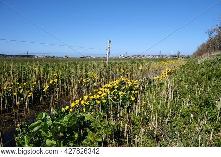 Typical Dutch Polder Landscape With Ditch, Barbed Wire Fence, Marsh Marigold Flowers And Grassland. 