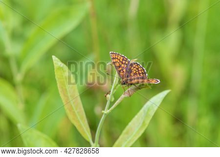 Little Colorful Butterfly On Green Grass. The Background Is Green With Nice Bokeh.