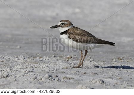 A Wilsons Plover, Charadrius Wilsonia In Morning Sun On A Sandbar In Florida
