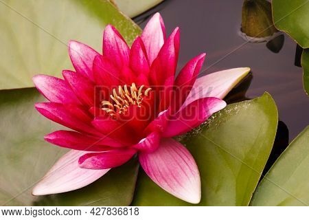 Farmland View Of A Woolly Sheep In A Green Forest Field. Wild Animial With Horns - Sheep Portrait