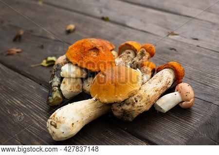 Forest Edible Mushroom Close Up. Freshly Picked Boletus On Wooden Background.xerocomus Subtomentosus