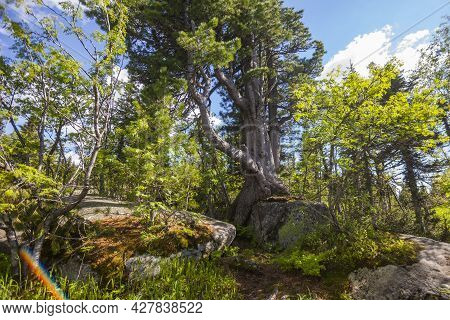 Pine Tree Growing On A Stone. Gornaya Shoriya. Kemerovo Oblast, Russia