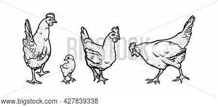 Hens And Chicken Living In The Organic Farm. Hens With Cockscomb Isolated In White Background. Hand 