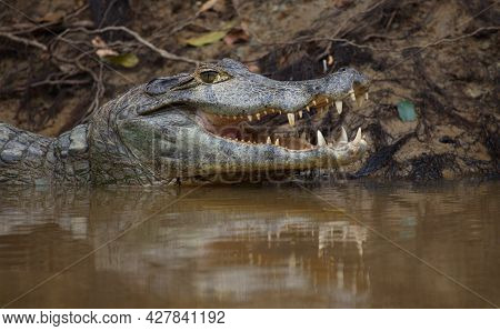 Closeup Side On Portrait Of Black Caiman (melanosuchus Niger) Head In Water With Jaw Open Showing Te