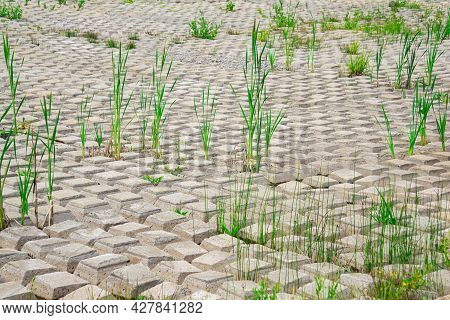 Area Covered With Flexible Concrete Mat To Prevent Erosion, Laid On The Ground, With Ferns Growing T