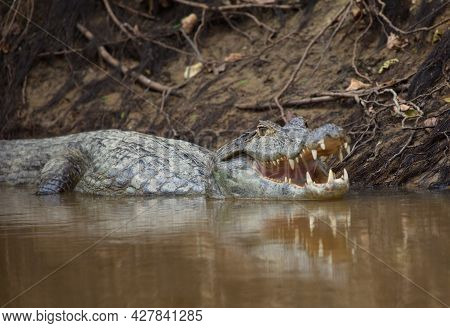 Closeup Side On Portrait Of Black Caiman (melanosuchus Niger) In Water With Jaw Open Showing Teeth P