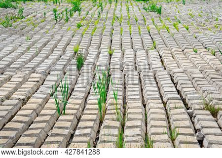 Terrain Covered With Flexible Concrete Mat To Prevent Erosion, Laid On The Ground, With Ferns Growin