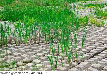 Terrain Covered With Flexible Concrete Mat To Prevent Erosion, Laid On The Ground, With Ferns Growin