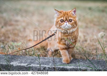 cat yard leash