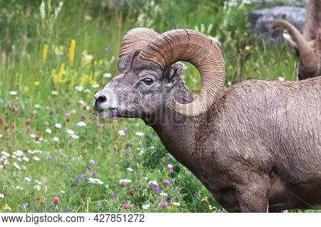Closeup Of Bighorn Sheep In A Grassy Meadow