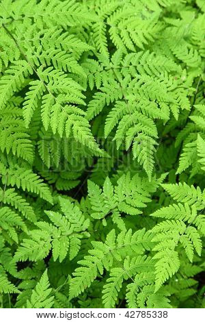 Fern lämnar