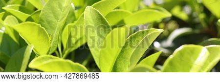 Green Leaf Of Surface On The Background