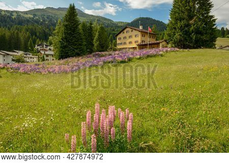 Flower Garden In Front Of A House At Valbella On The Swiss Alps