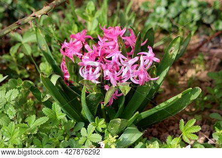 Bunch Of Densely Growing Hyacinths Or Hyacinthus Flowering Plants Full Of Small Dark Pink Fully Open