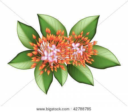A Group Of Fresh Red Ixora Flowers