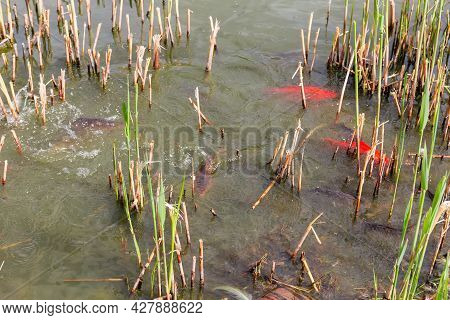 Common Carps And Ornamental Colored Carps In Shallow Water Among Reeds During Spawning
