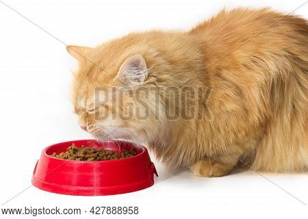 Ginger Cat Eats Pelleted Dry Food From A Red Plastic Bowl Screwing Their Eyes On A White Background