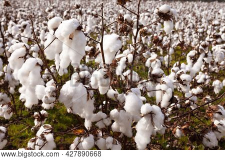 Ready To Harvest Crop Of Ripe Cotton Plants Close-up Growing On Agricultural Farmland