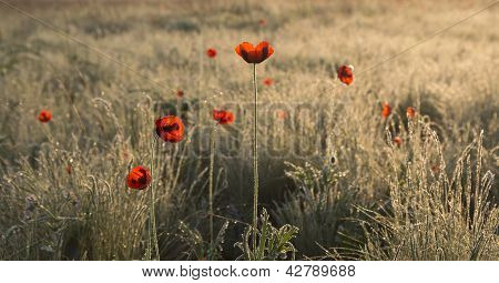 Maki na brzasku ranny