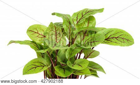 Red-veined Sorrel Plant Isolated On White Background