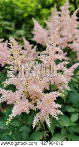 Astilbe Flowers Growing In Garden. Pink Astilbe On Green Backdrop. Summer Flower Garden. Selective F