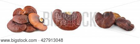 Ganoderma Lucidum Mushroom Isolated On White Background