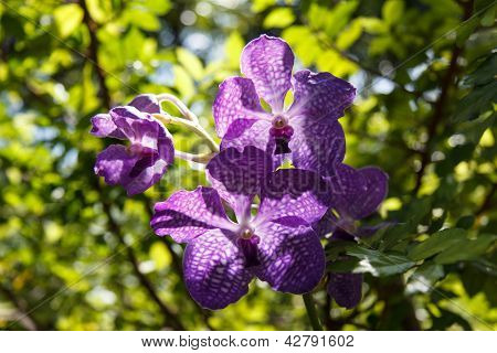 Orchidea virág