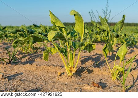 Close-up Of Rows In A Field With Half-dried Sugar Beet On A Hot Sunny Summer Day. Concept Of Crop De