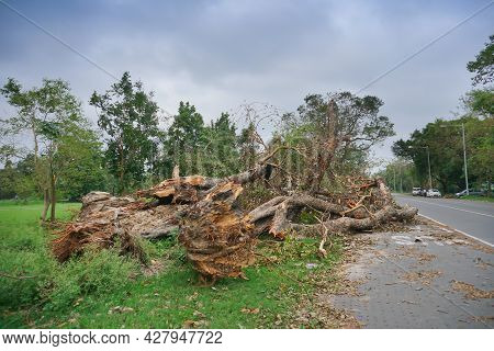 Super Cyclone Amphan Uprooted Tree Which Fell And Blocked Road Partially. The Devastation Has Made M
