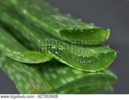Fresh Sprig Of Aloe Vera Lies On A Mirror Surface Close-up