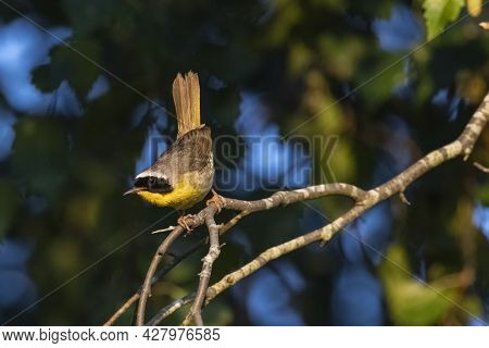 Male Common Yellowthroat Bird At Vancouver Bc Canada