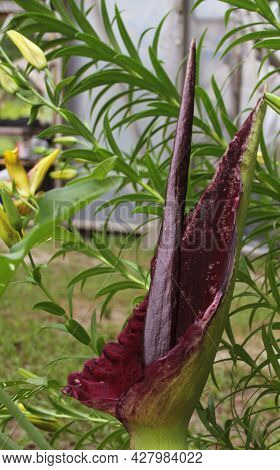 Dragon Arum Dracunculus Vulgaris Or Dragon Lily In Full Bloom.