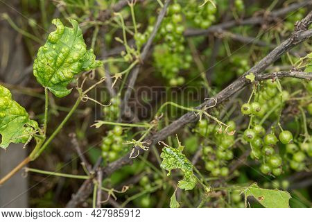 Diseases And Pests Of Berry Bushes . Gall Aphid On Currants. Damaged Leaves On A Red Currant.