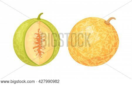 Melon Fruit With Juicy Flesh And Seeds Inside Vector Set