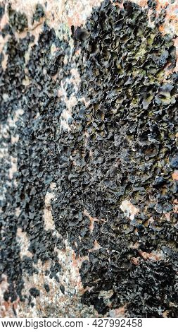 Ancient Stone Surface With Lichen. Colorful Natural Vivid Background Of Lichen On Stone Surface. Abs