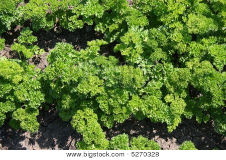 Bunch Of Parsley