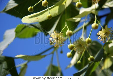Lime-tree Blossoms
