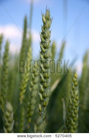 Rye