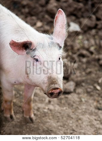 little pig